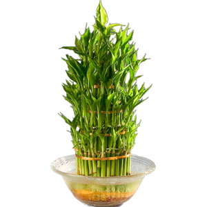 Dazzling Three Tier Bamboo Plant in Bowl Dazzling Three Tier Bamboo Plant in Bowl