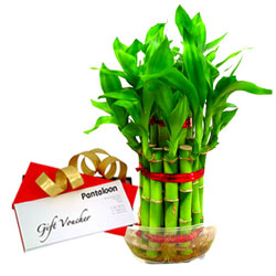 Green Bamboo Plant and Pantaloons E Voucher Green Bamboo Plant and Pantaloons E Voucher
