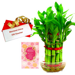 Attractive Combo of Bamboo Plant Anniversary Card with Gift E Voucher Attractive Combo of Bamboo Plant Anniversary Card with Gift E Voucher