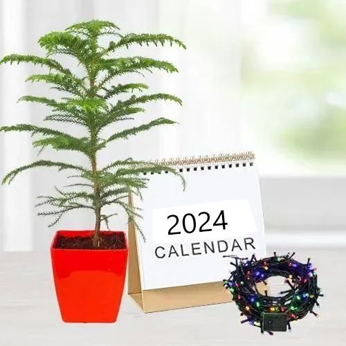 Marvelous Plants Gift Combo