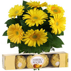 Yellow Gerberas Bouquet with Ferrero Rocher Chocolates Yellow Gerberas Bouquet with Ferrero Rocher Chocolates