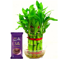 Sumptuous Combo of 2 Tier Bamboo Plant N Cadbury Silk Chocolate Bar Sumptuous Combo of 2 Tier Bamboo Plant N Cadbury Silk Chocolate Bar