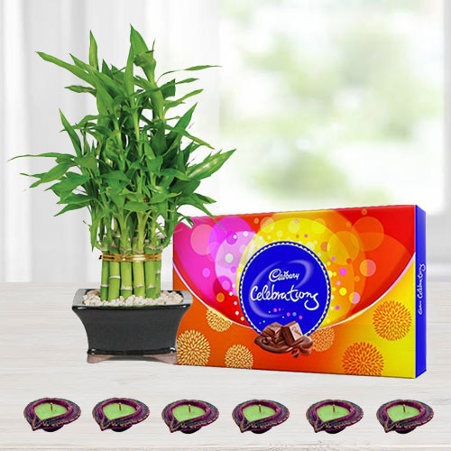 2 Tier Lucky Bamboo Plant with Cadbury Celebrations