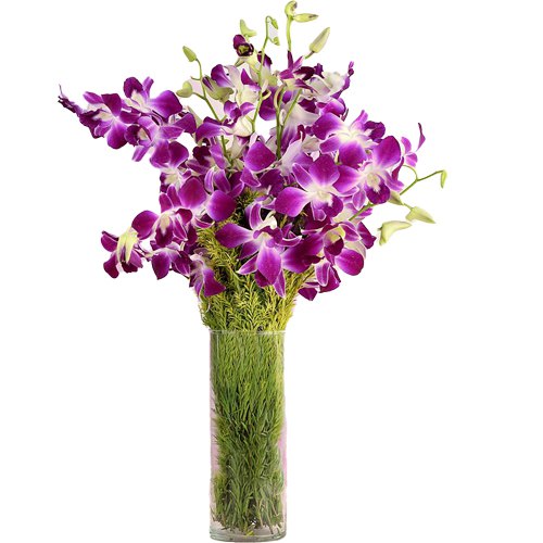 Gift of Fresh Orchids Arranged in a Glass Vase Gift of Fresh Orchids Arranged in a Glass Vase