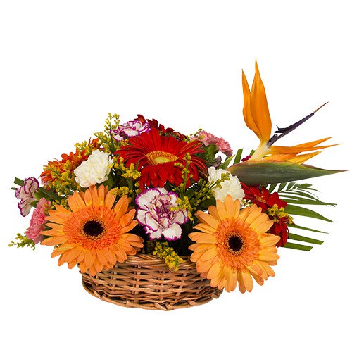 Lovely Basket Arrangement of Carnations and Gerberas Lovely Basket Arrangement of Carnations and Gerberas