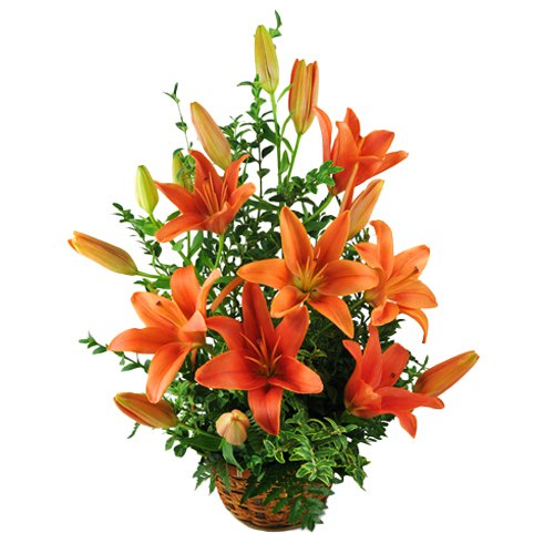 Lovely Basket of Orange Lilies Lovely Basket of Orange Lilies