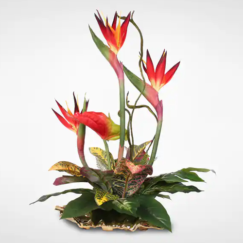 Fantastic Arrangement of Birds of Paradise and Anthuriums Fantastic Arrangement of Birds of Paradise and Anthuriums