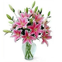 Ravishing Oriental Pink Lilies in Vase Ravishing Oriental Pink Lilies in Vase