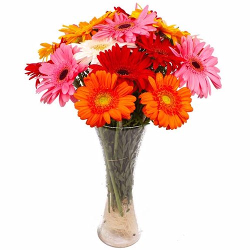 Gorgeous Mixed Gerberas in a Glass Vase Gorgeous Mixed Gerberas in a Glass Vase