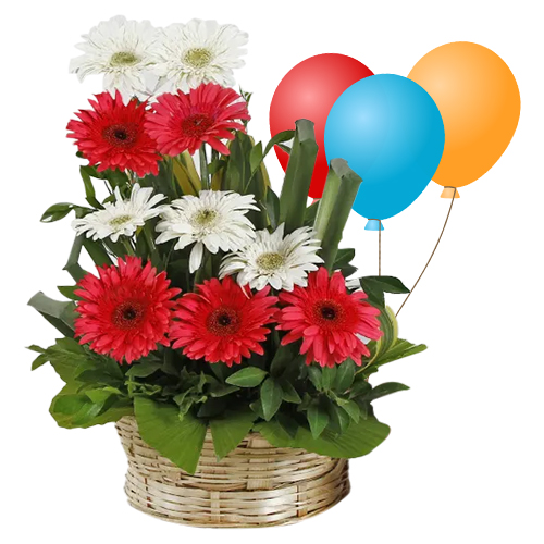 Lovely Mixed Gerberas Arrangement with Balloons Lovely Mixed Gerberas Arrangement with Balloons