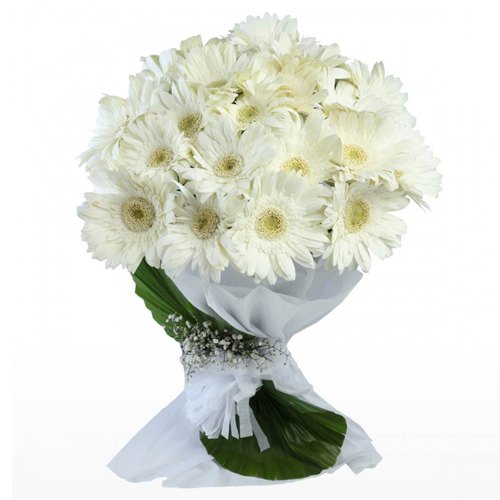 Graceful White Gerberas Bunch Graceful White Gerberas Bunch