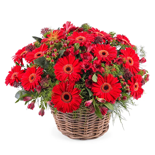 Attractive Red Gerberas Arrangement Attractive Red Gerberas Arrangement