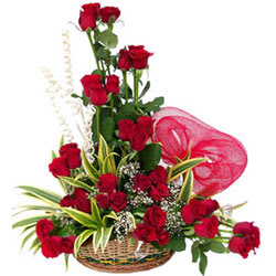 Stunning Three Dozen Dutch Red Roses Collection Stunning Three Dozen Dutch Red Roses Collection