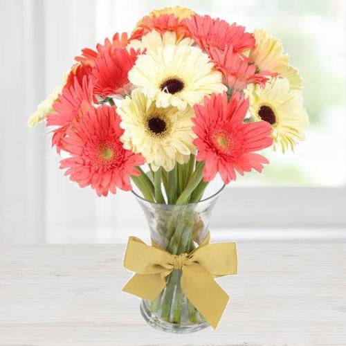 White N Reddish Pink Gerberas in a Glass Vase White N Reddish Pink Gerberas in a Glass Vase