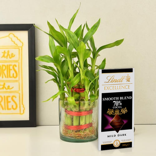 Wonderful 2 Tier Lucky Bamboo Plant with Lindt Excellence Chocolate