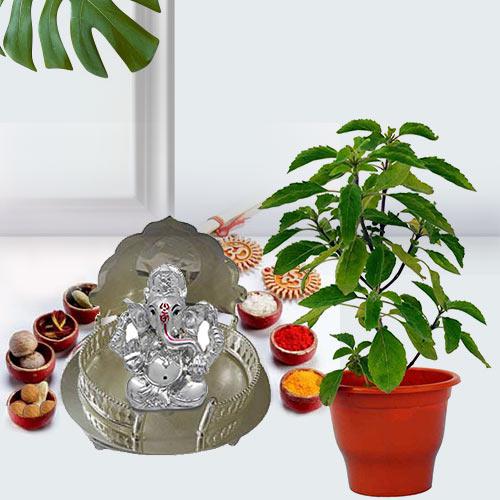 Go Green Holi Tulsi Plant with Puja Gift Hamper Go Green Holi Tulsi Plant with Puja Gift Hamper