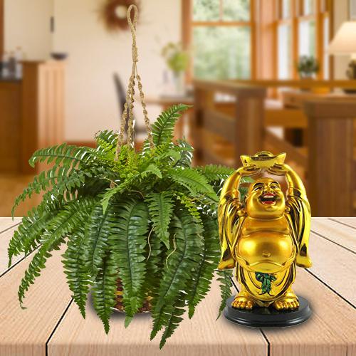 Elegant Selection of Hanging Bostern Fern with Buddha Idol Elegant Selection of Hanging Bostern Fern with Buddha Idol