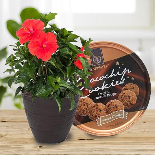 Enchanting Combo of Hibiscus Plant with Cookies Enchanting Combo of Hibiscus Plant with Cookies