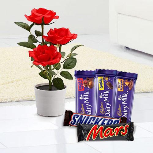 Flowering Rose Plant with Chocolate Assortment Flowering Rose Plant with Chocolate Assortment