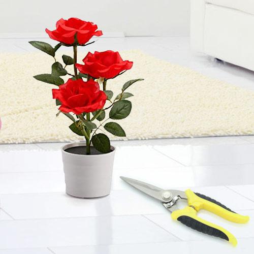 Eye Catching Gift of Red Rose Plant with Pruning Scissor Eye Catching Gift of Red Rose Plant with Pruning Scissor