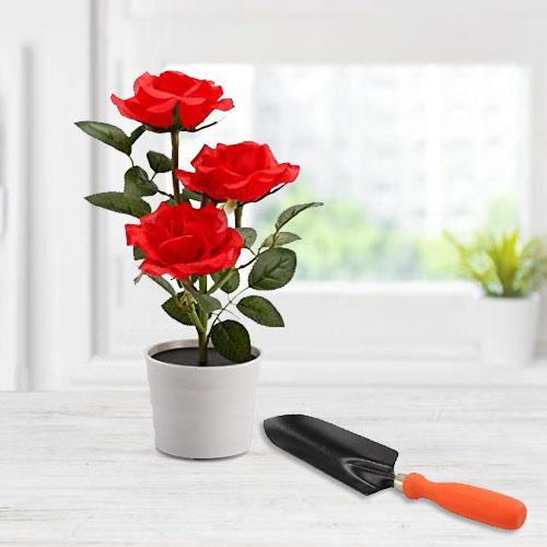 Botanical Selection of Red Rose Plant with Small Trowel Botanical Selection of Red Rose Plant with Small Trowel