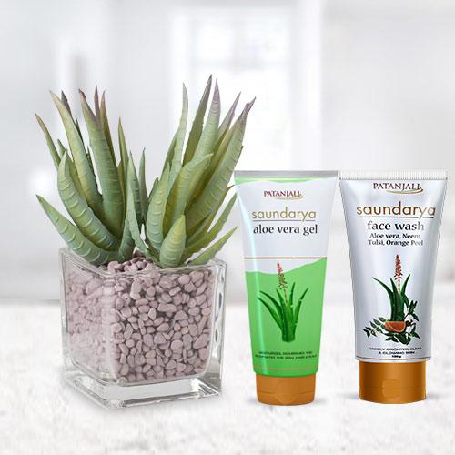 Premium Aloe Vera Gift Plant with Skin Care Hamper Premium Aloe Vera Gift Plant with Skin Care Hamper