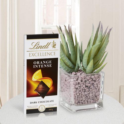 Aesthetic Combo of Aloe Vera Plant with Chocolate Aesthetic Combo of Aloe Vera Plant with Chocolate