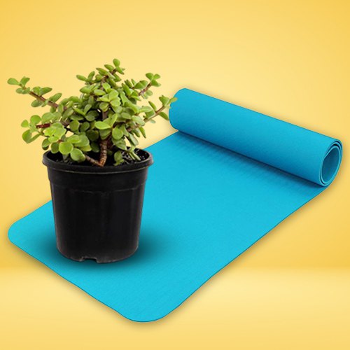 Graceful Mini Jade Plant with Yoga Mat Graceful Mini Jade Plant with Yoga Mat