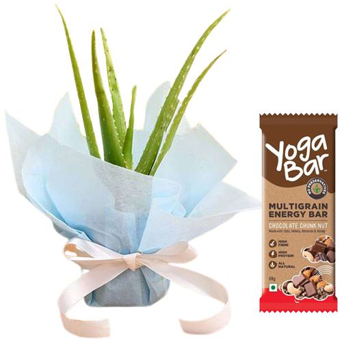 Healthy Hamper of Aloe vera Plant n Yoga Bar Healthy Hamper of Aloe vera Plant n Yoga Bar