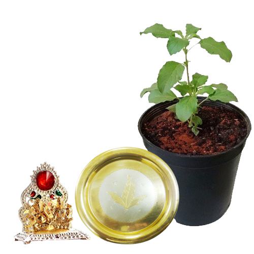 Holy Combo of Tulsi Plant with Pooja Thali n Mandap Holy Combo of Tulsi Plant with Pooja Thali n Mandap