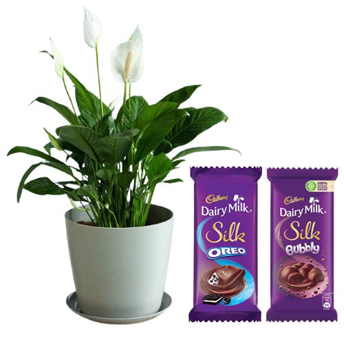 Air Purifying Peace Lily Plant with Choco Bursts