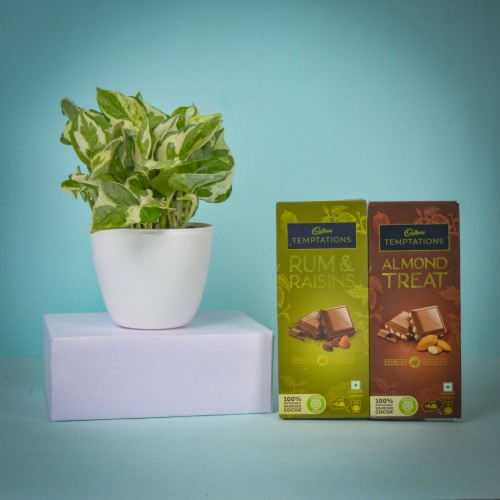 Air Purifying Golden Pothos Plant n Tempting Chocolates Duo