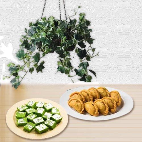 Air Purifying English Ivy Plant n Sweetness Binge Air Purifying English Ivy Plant n Sweetness Binge