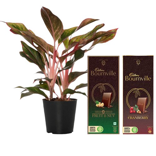 Air Purifying Aglaonema Modestum n Mouth-melting Chocolates Air Purifying Aglaonema Modestum n Mouth-melting Chocolates