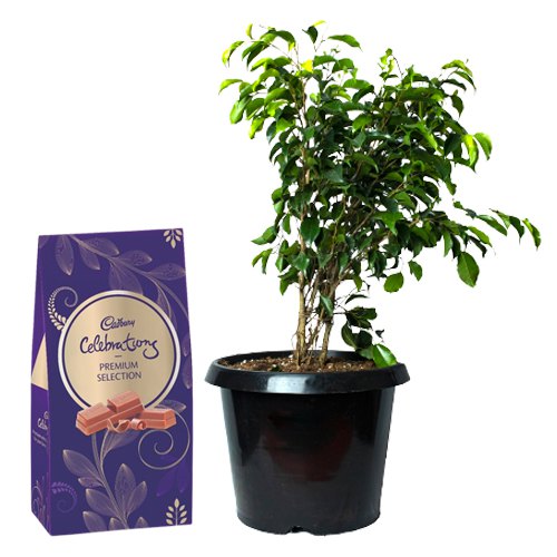 Air Purifying Weeping Fig Plant n Chocolaty Pair Air Purifying Weeping Fig Plant n Chocolaty Pair