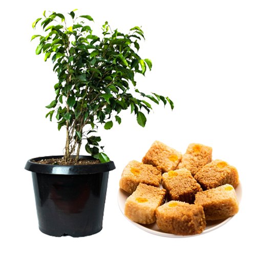 Air Purifying Weeping Fig Plant with Chart-buster Sweet Air Purifying Weeping Fig Plant with Chart-buster Sweet