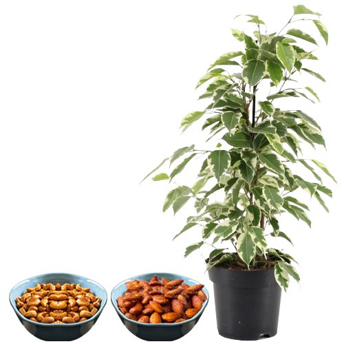 Air Purifying Weeping Fig Plant n Healthy Punch of Dried Fruits Air Purifying Weeping Fig Plant n Healthy Punch of Dried Fruits