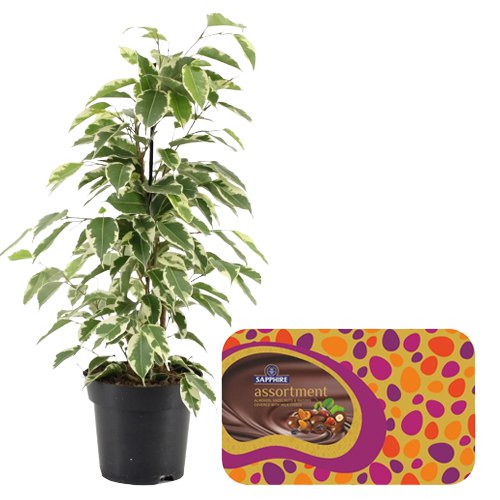 Air Purifying Weeping Fig Plant n Chocolaty Nuts Pair Air Purifying Weeping Fig Plant n Chocolaty Nuts Pair