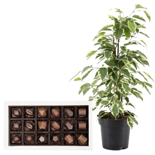 Air Purifying Weeping Fig Plant n Chocolaty Affair Air Purifying Weeping Fig Plant n Chocolaty Affair