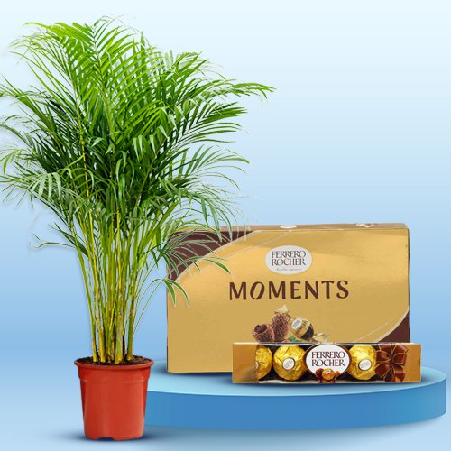 Air Purifying Areca Palm Plant with Ferrero Rocher Chocolaty Blast