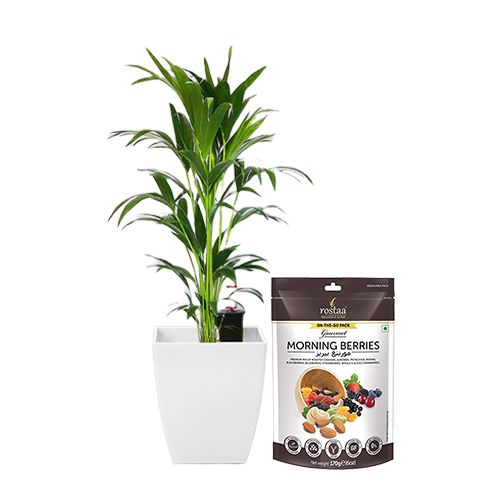 Air Purifying Kentia Palm Plant with Berries Combo