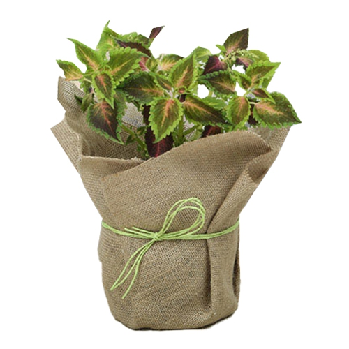 Attractive Jute Wrapped Coleus Plant