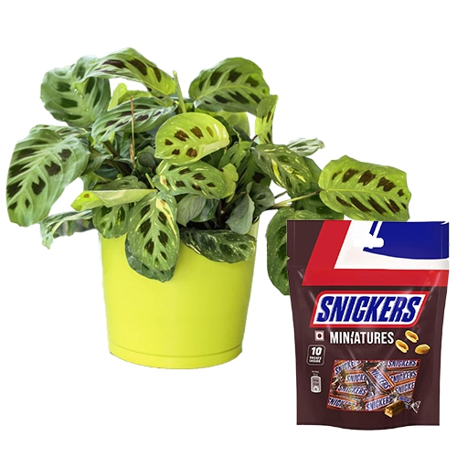 Amazing Gift of Maranta Plant N Snickers Miniatures