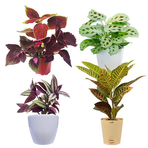 Elegant Pairing of 4 Indoor Plants