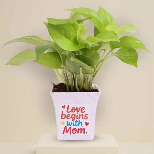 Money Plant Gift for Loving Mom Money Plant Gift for Loving Mom