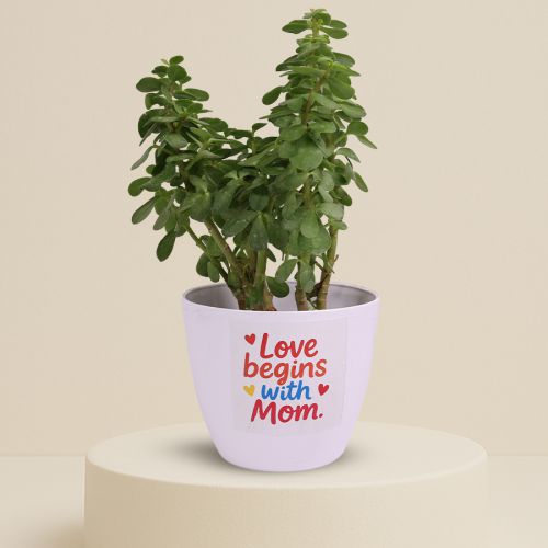 Nurturing Jade Plant in Printed Pot Nurturing Jade Plant in Printed Pot