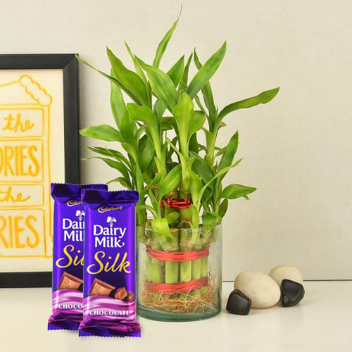 Exclusive 2 Tier Bamboo Plant with Cadbury Dairy Milk Silk Chocolates