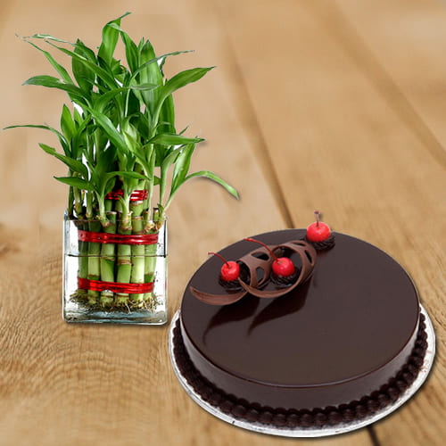 Captivating Happy Birthday Present of 2 Tier Lucky Bamboo Plant in Glass Pot with Chocolate Cake Captivating Happy Birthday Present of 2 Tier Lucky Bamboo Plant in Glass Pot with Chocolate Cake