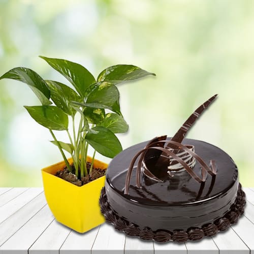 Remarkable Money Plant in Plastic Pot with Chocolate Truffle Cake