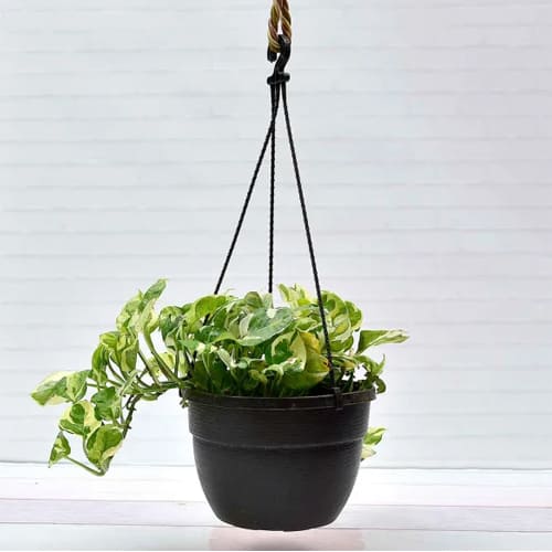 Fast Growing Hanging Money Plant Indoor Gift